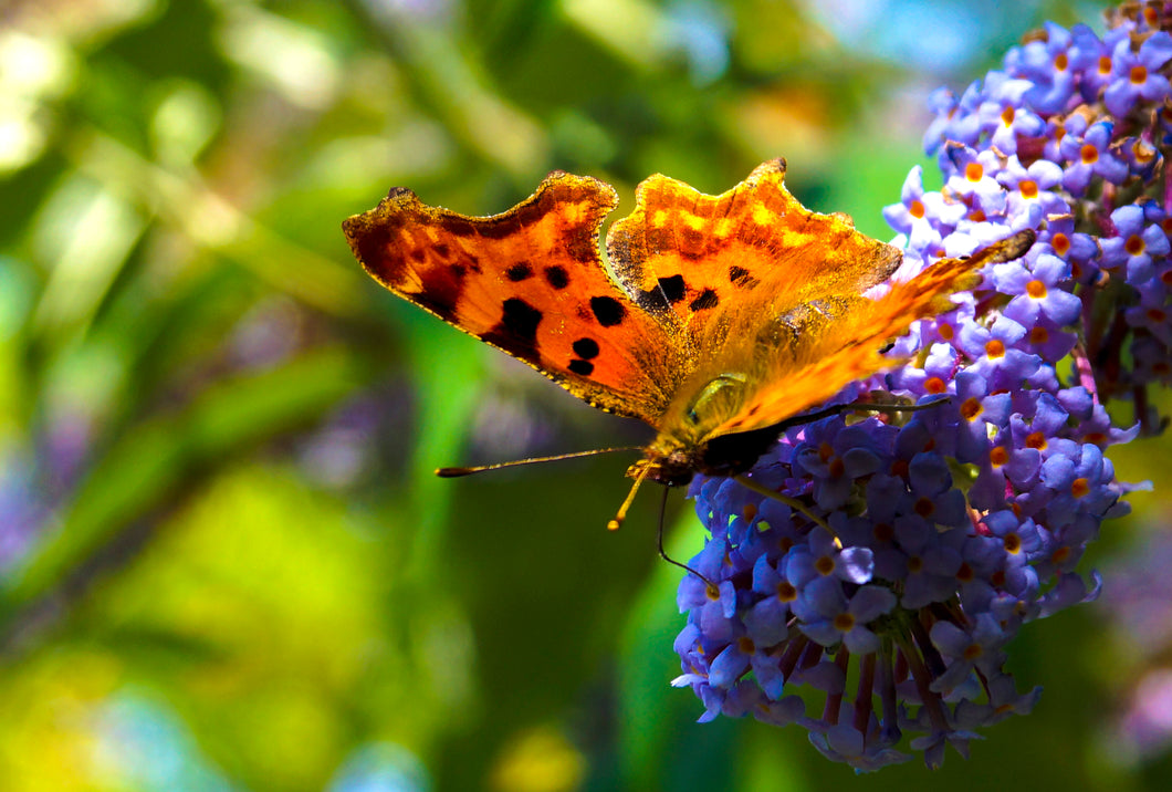 Angelwings butterfly on a buddleia greeting card