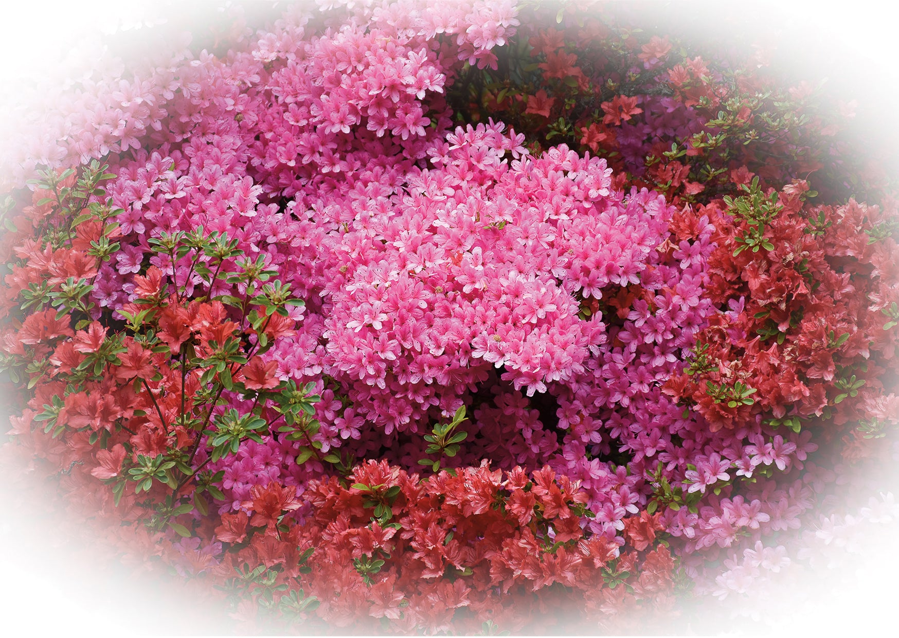 Cawdor Castle gardens greeting card – Pictora Shop